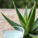 Aloe vera plant and gel